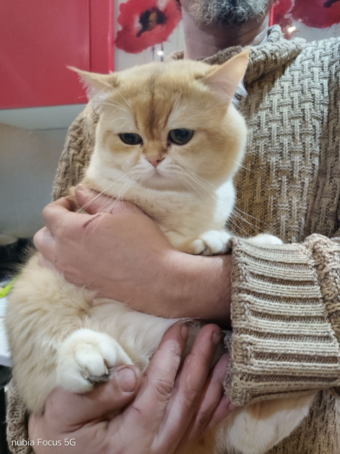 ​💎 Розкішний британський кіт (ny 11) запрошує на в’язку