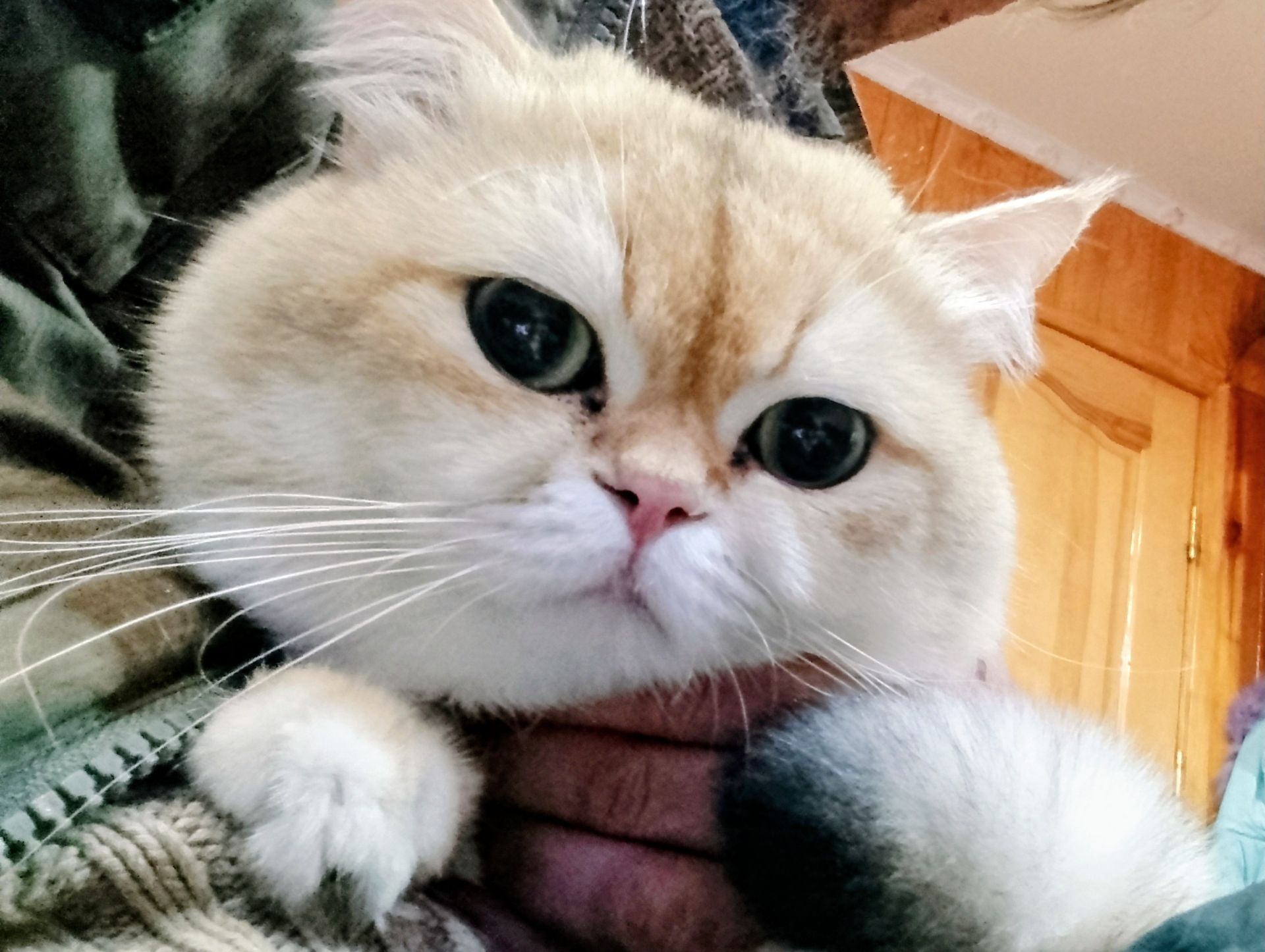 ​💎 Розкішний британський кіт (ny 11) запрошує на в’язку