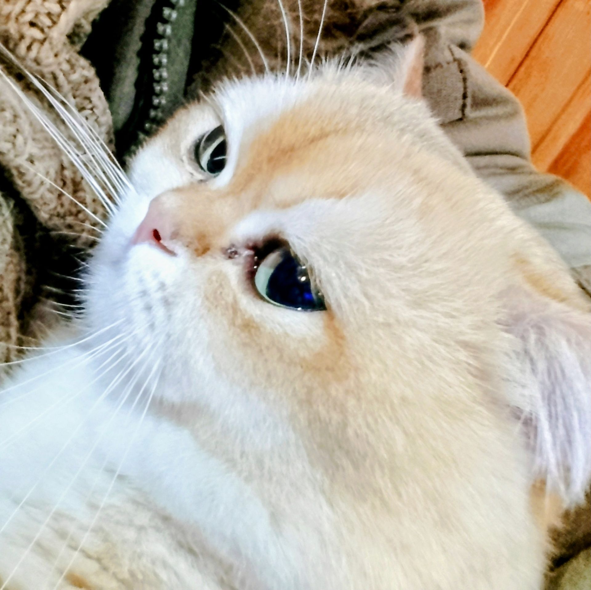 ​💎 Розкішний британський кіт (ny 11) запрошує на в’язку