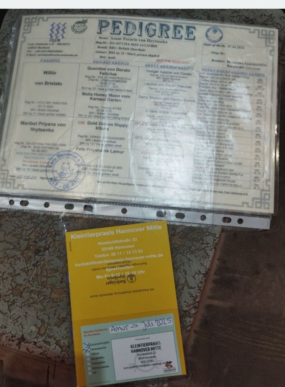 ​💎 Розкішний британський кіт (ny 11) запрошує на в’язку