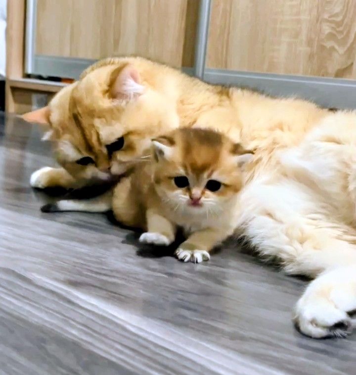 ​💎 Розкішний британський кіт (ny 11) запрошує на в’язку