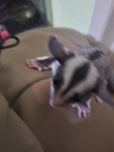 Белки летяги