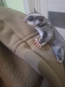 Белки летяги