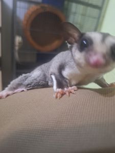 Белки летяги