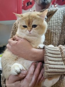 ​💎 Розкішний британський кіт (ny 11) запрошує на в’язку