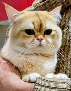 ​💎 Розкішний британський кіт (ny 11) запрошує на в’язку