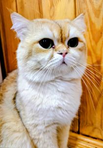 ​💎 Розкішний британський кіт (ny 11) запрошує на в’язку