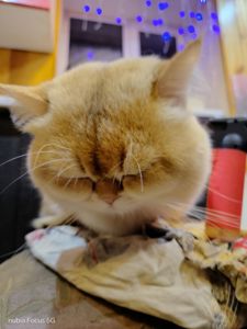 ​💎 Розкішний британський кіт (ny 11) запрошує на в’язку