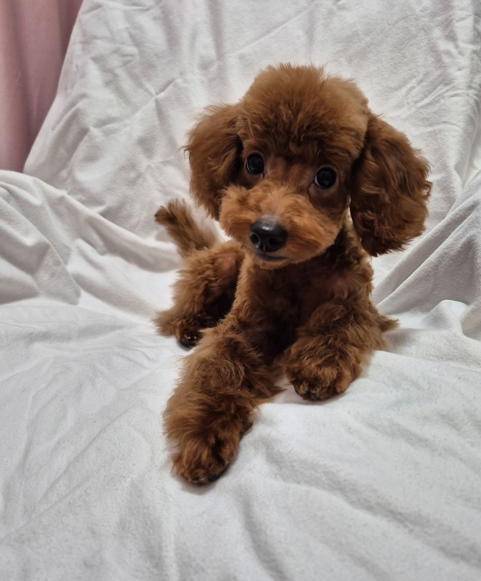 Хлопчик міні пуделя