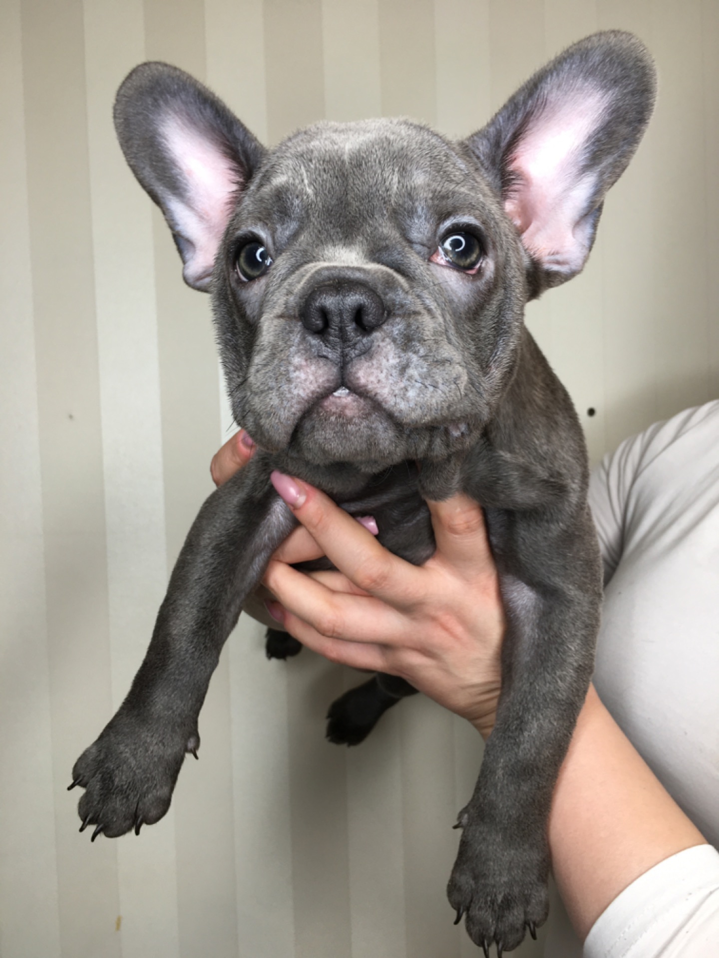 Цуценята французького бульдога