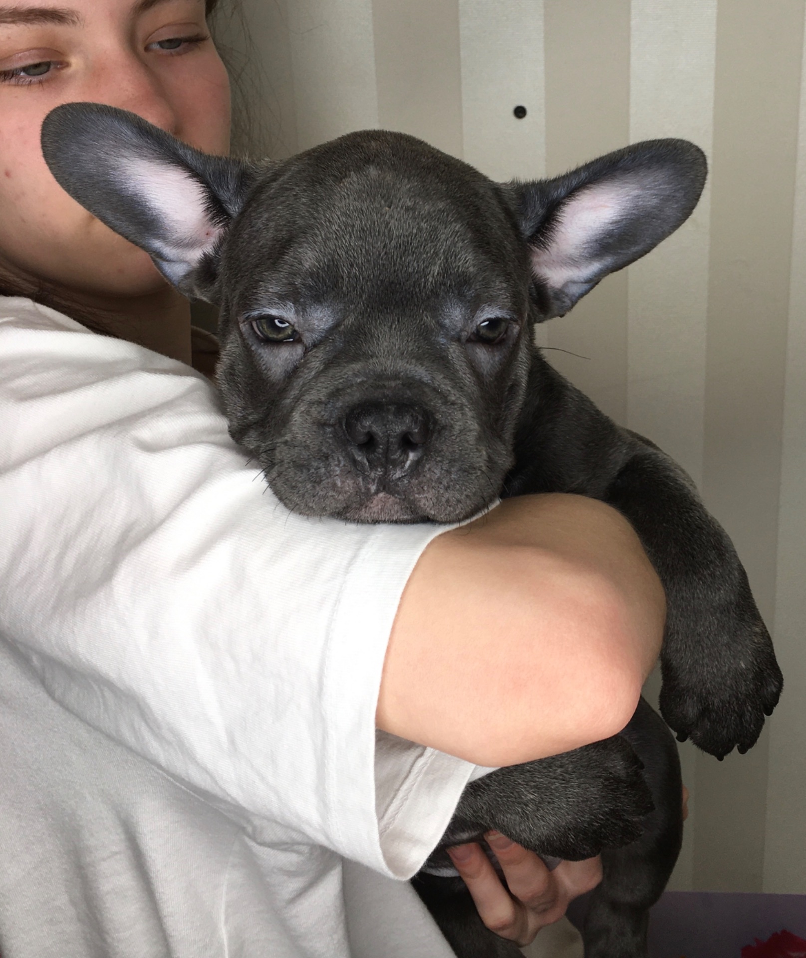 Цуценята французького бульдога