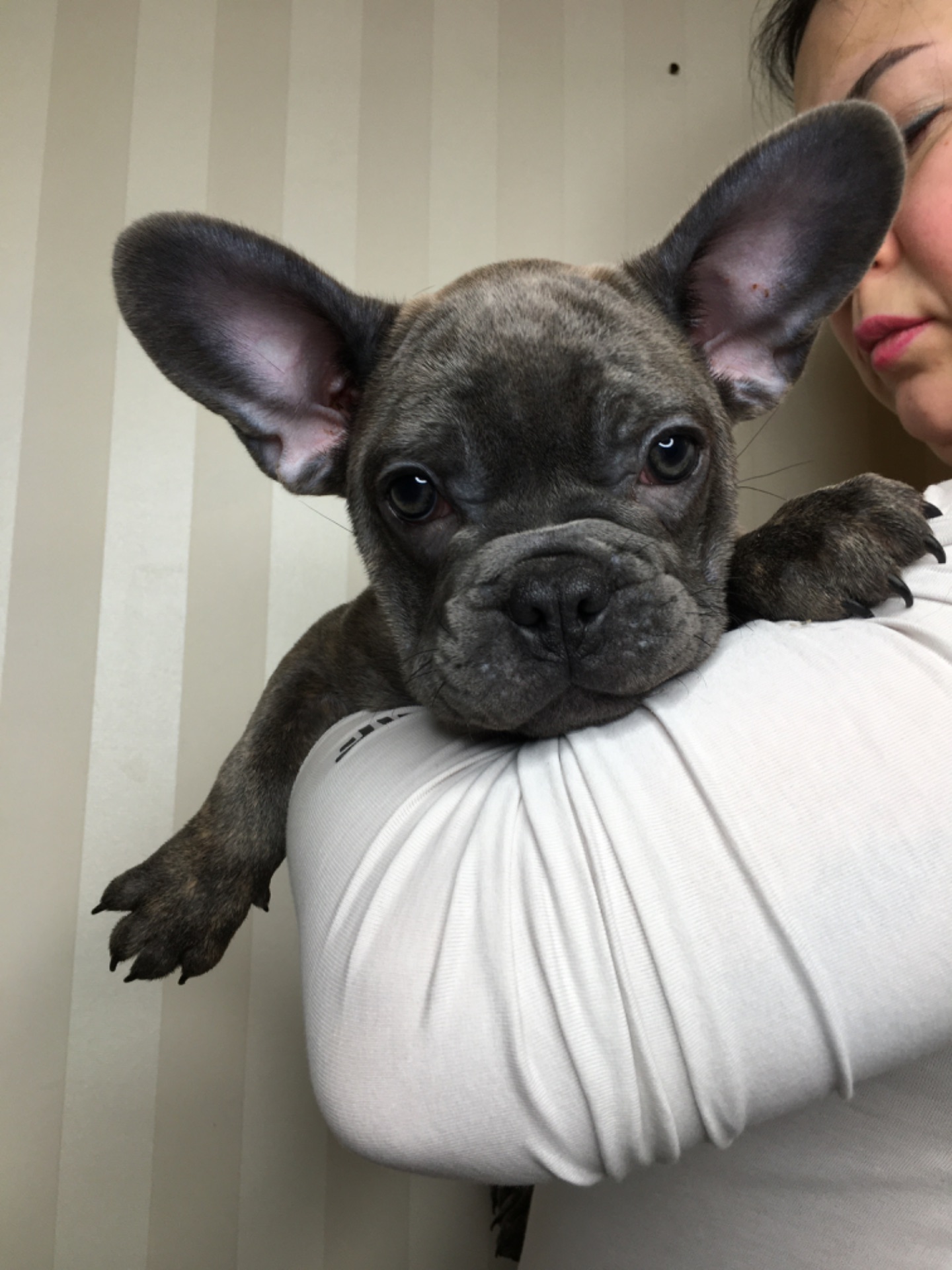 Цуценята французького бульдога