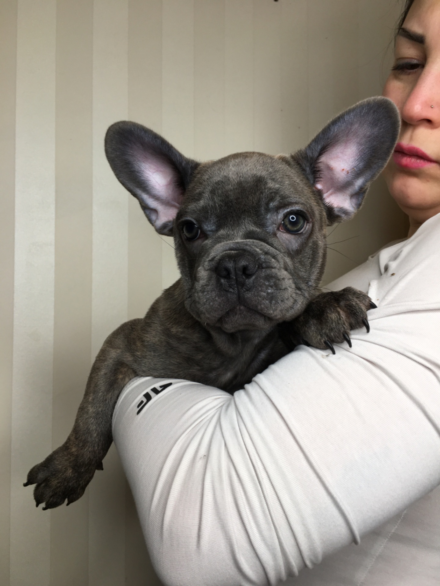 Цуценята французького бульдога