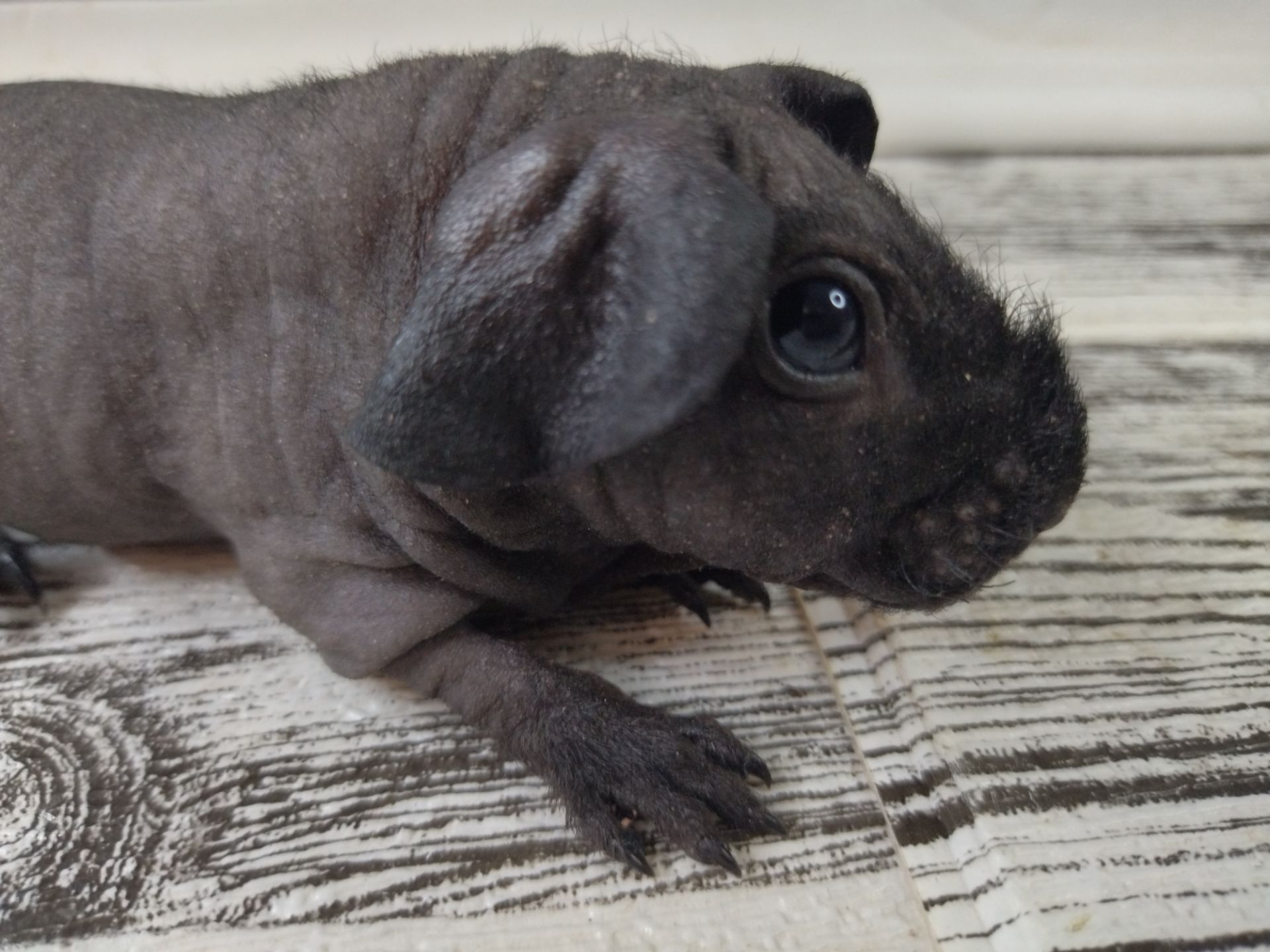 Морская свинка скинни, лысая свинка мальчик