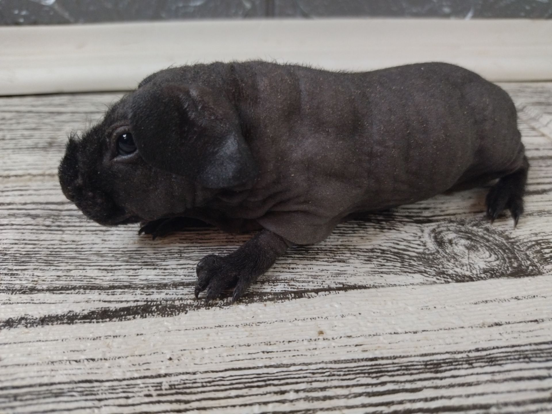 Морская свинка скинни, лысая свинка мальчик