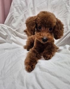 Хлопчик міні пуделя