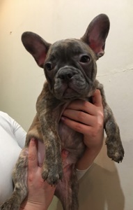 Цуценята французького бульдога