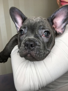 Цуценята французького бульдога