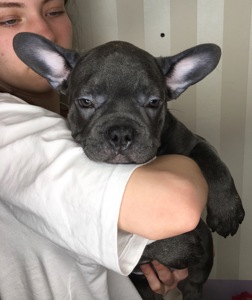 Цуценята французького бульдога