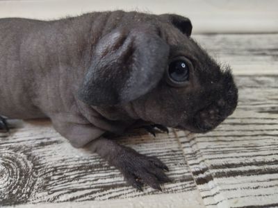 Морская свинка скинни, лысая свинка мальчик