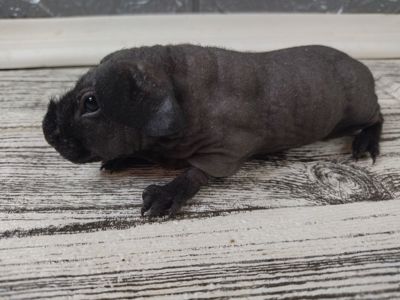 Морская свинка скинни, лысая свинка мальчик