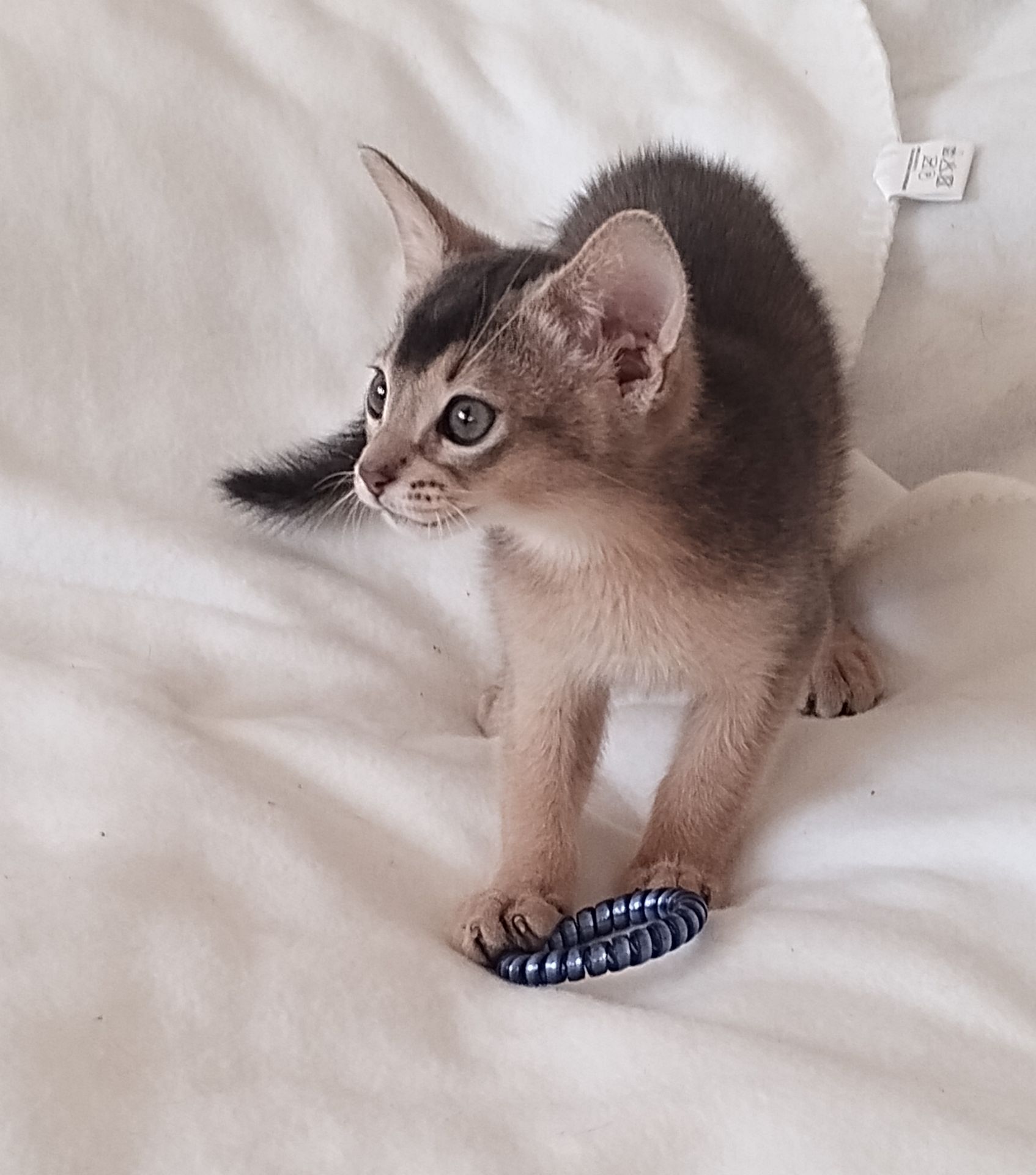 Блакитний хлопчик у пошуках родини