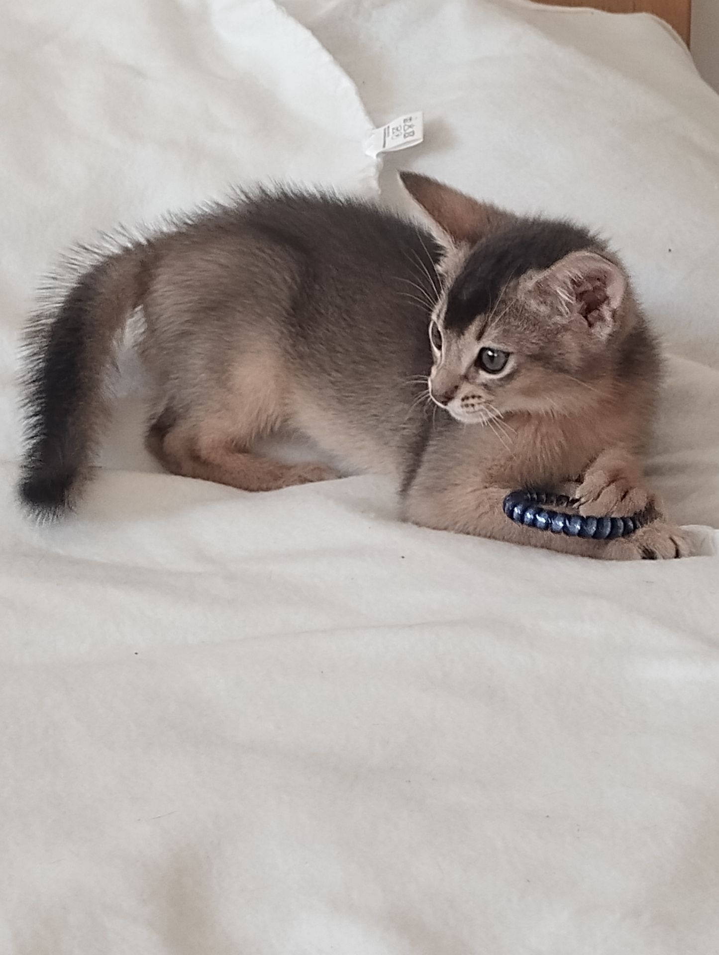 Блакитний хлопчик у пошуках родини