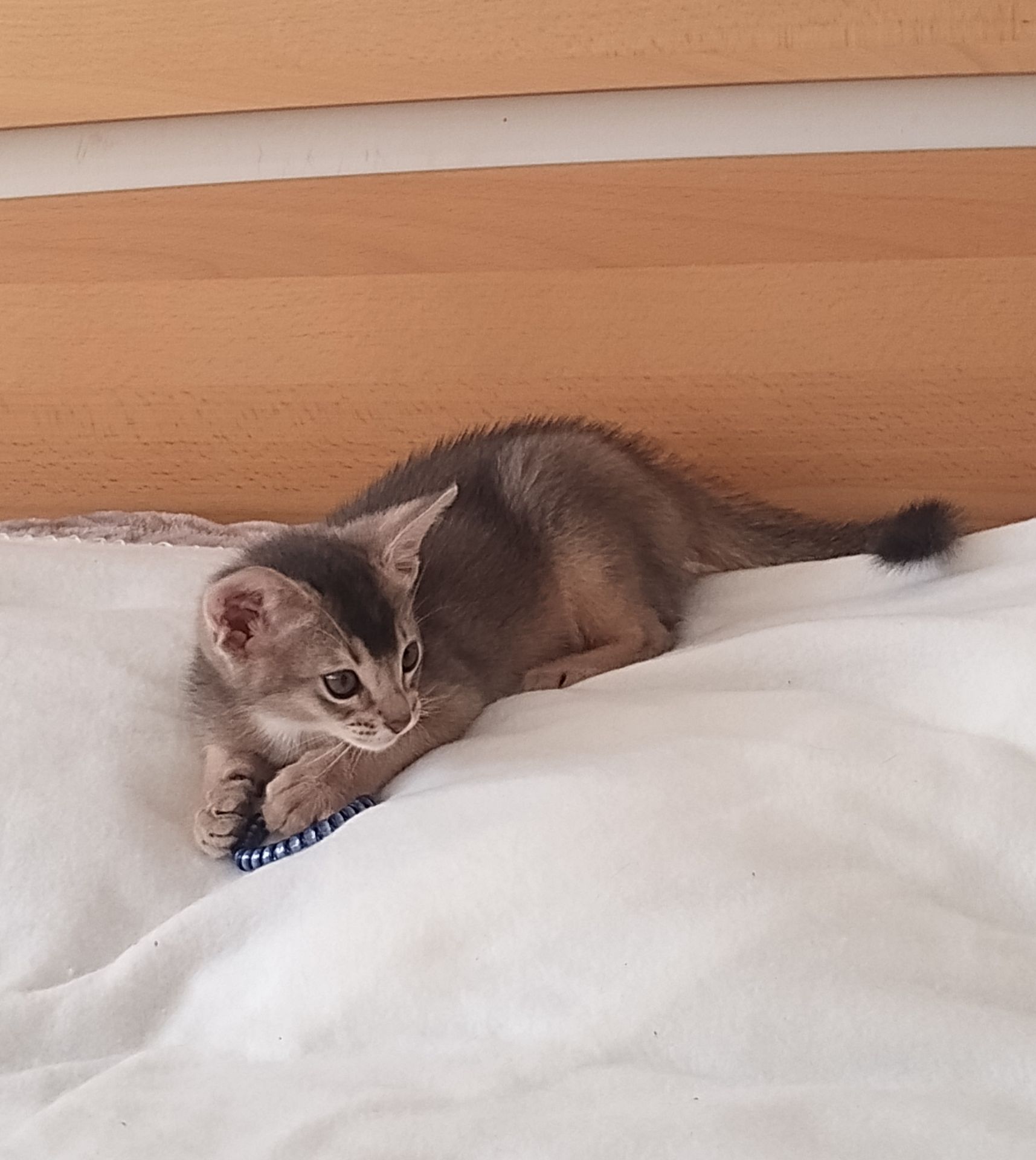 Блакитний хлопчик у пошуках родини