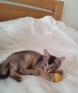 Блакитний хлопчик у пошуках родини