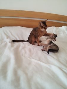 Блакитний хлопчик у пошуках родини