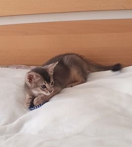 Блакитний хлопчик у пошуках родини