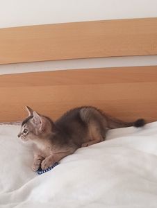 Блакитний хлопчик у пошуках родини