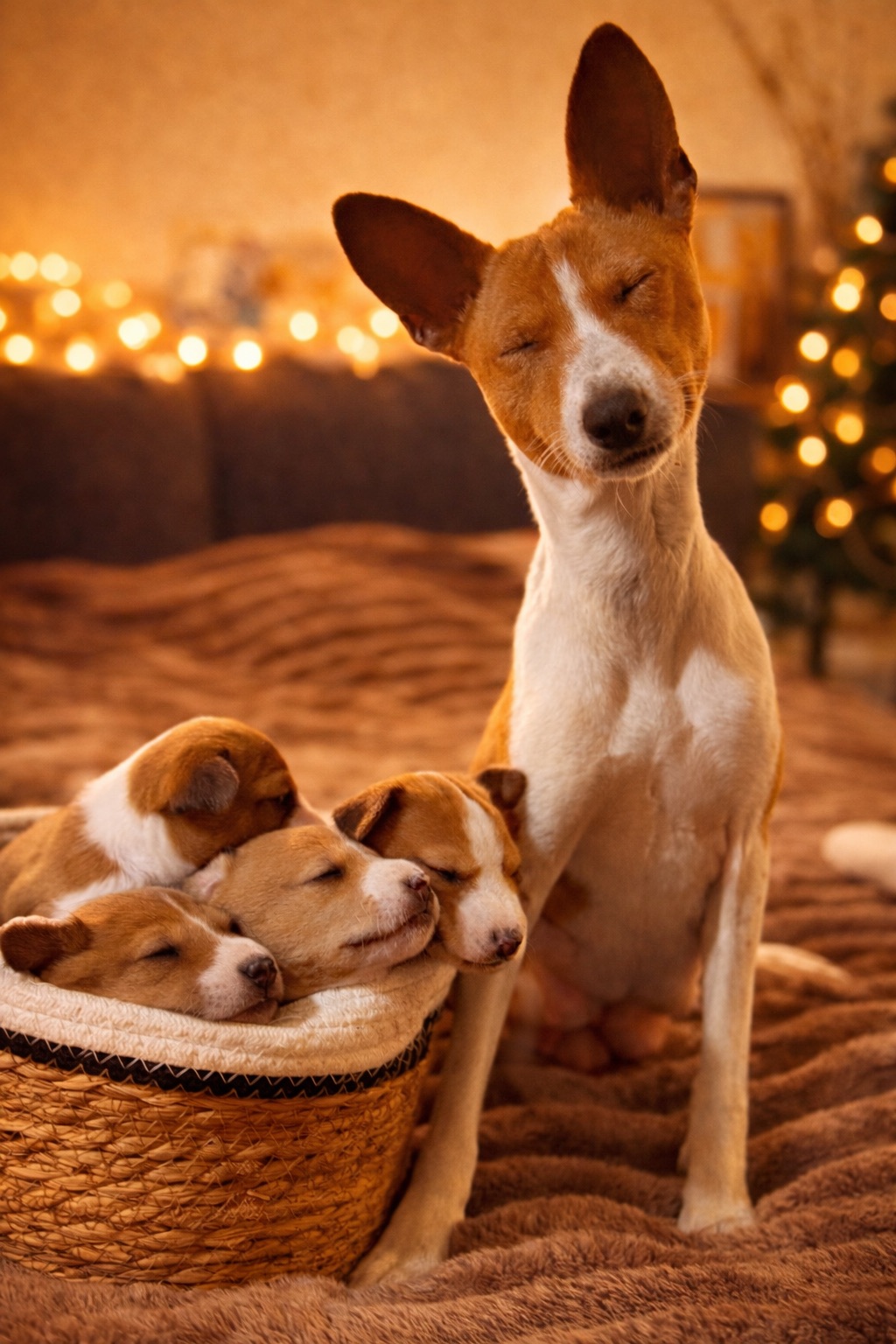 Щенки басенджи