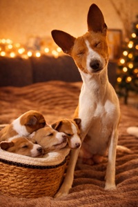 Щенки басенджи