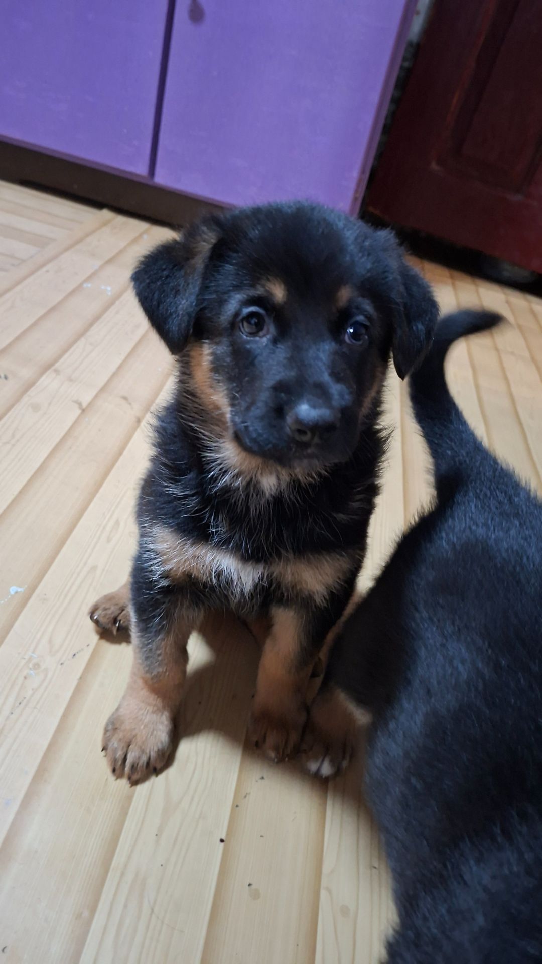 Цуценята німецької вівчарки