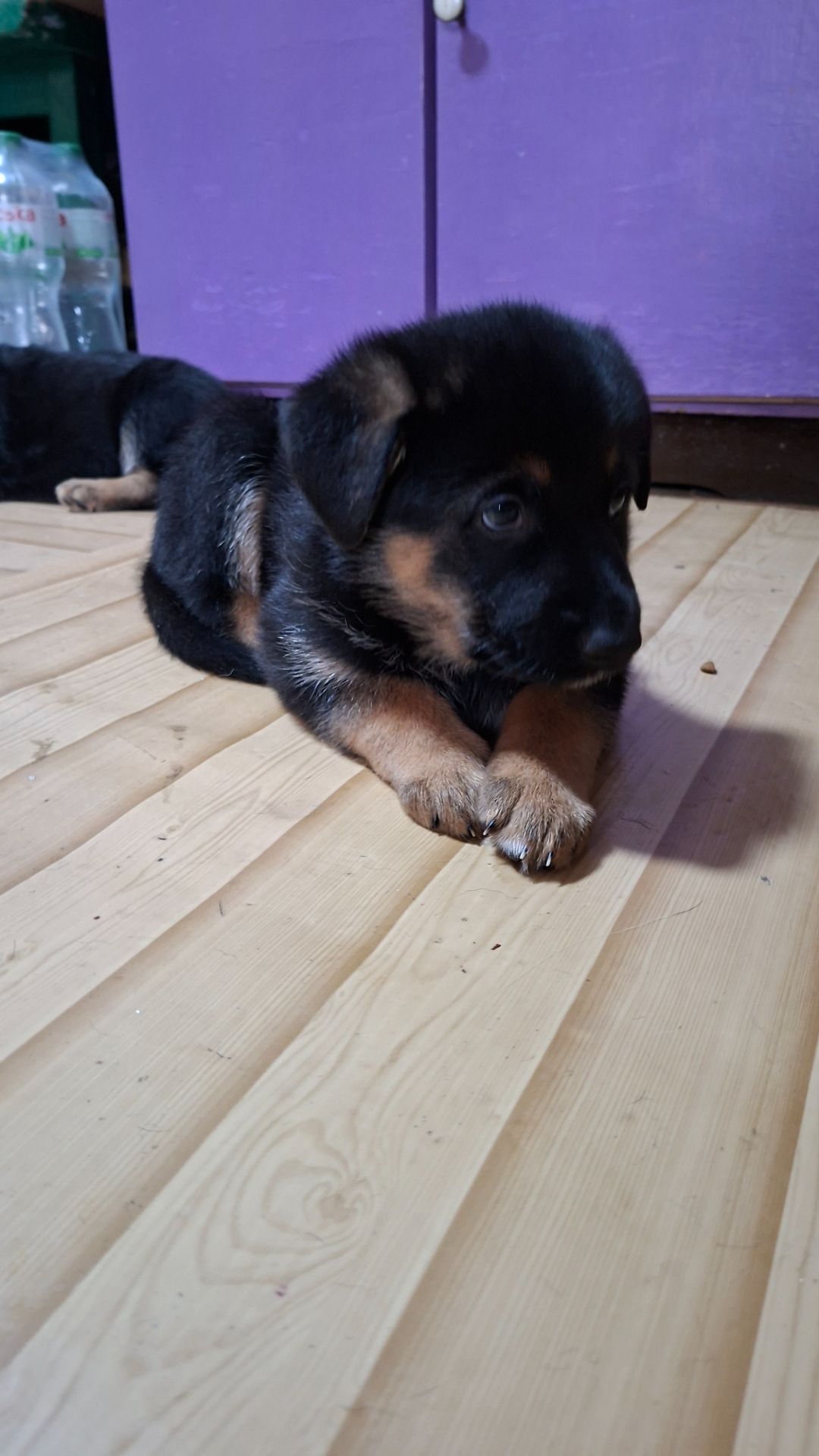 Цуценята німецької вівчарки