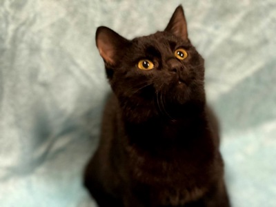 кошеня Ніколь