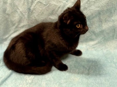 кошеня Ніколь