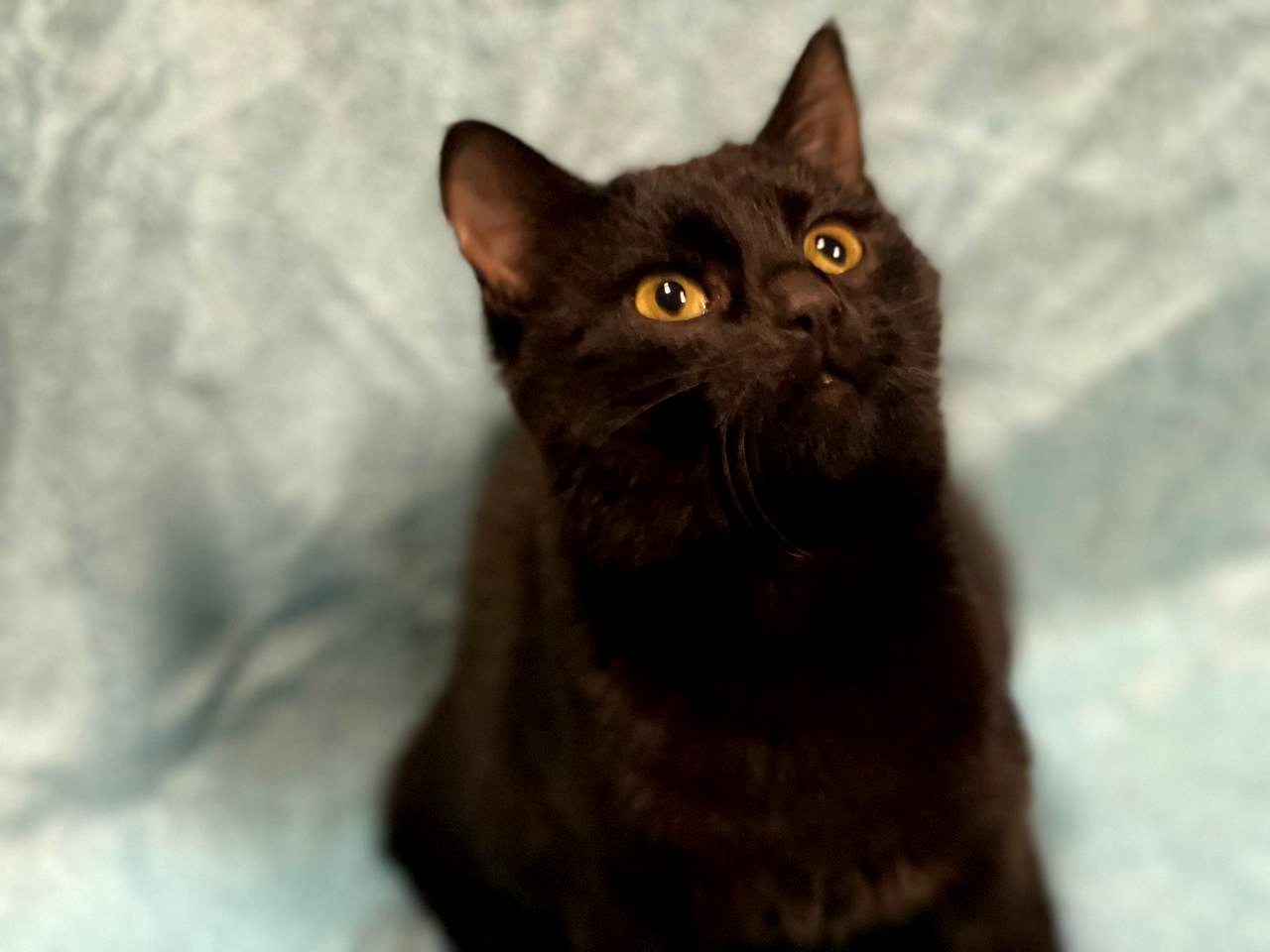 кошеня Ніколь