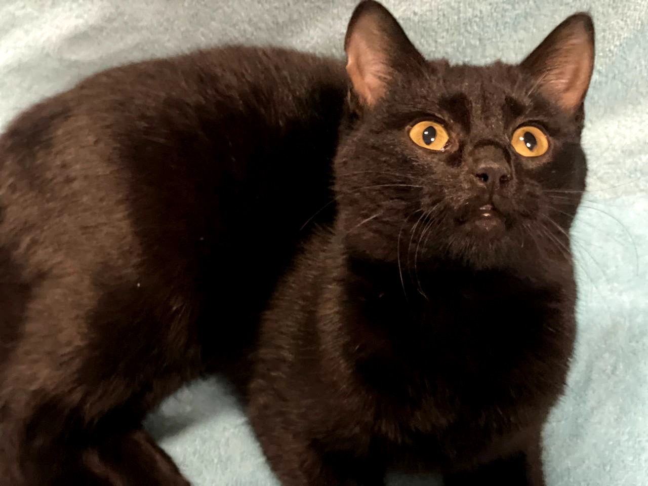 кошеня Ніколь