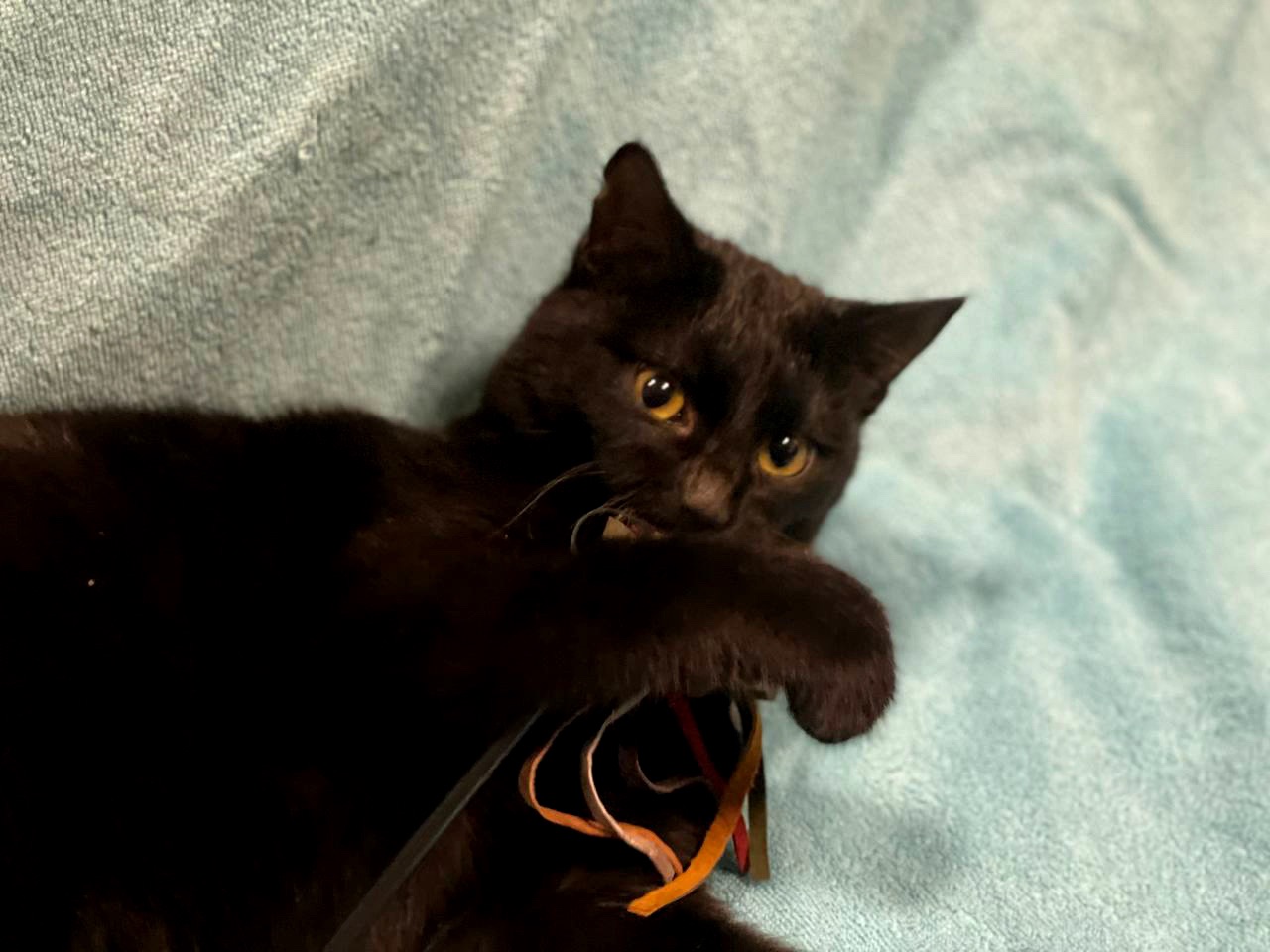 кошеня Ніколь