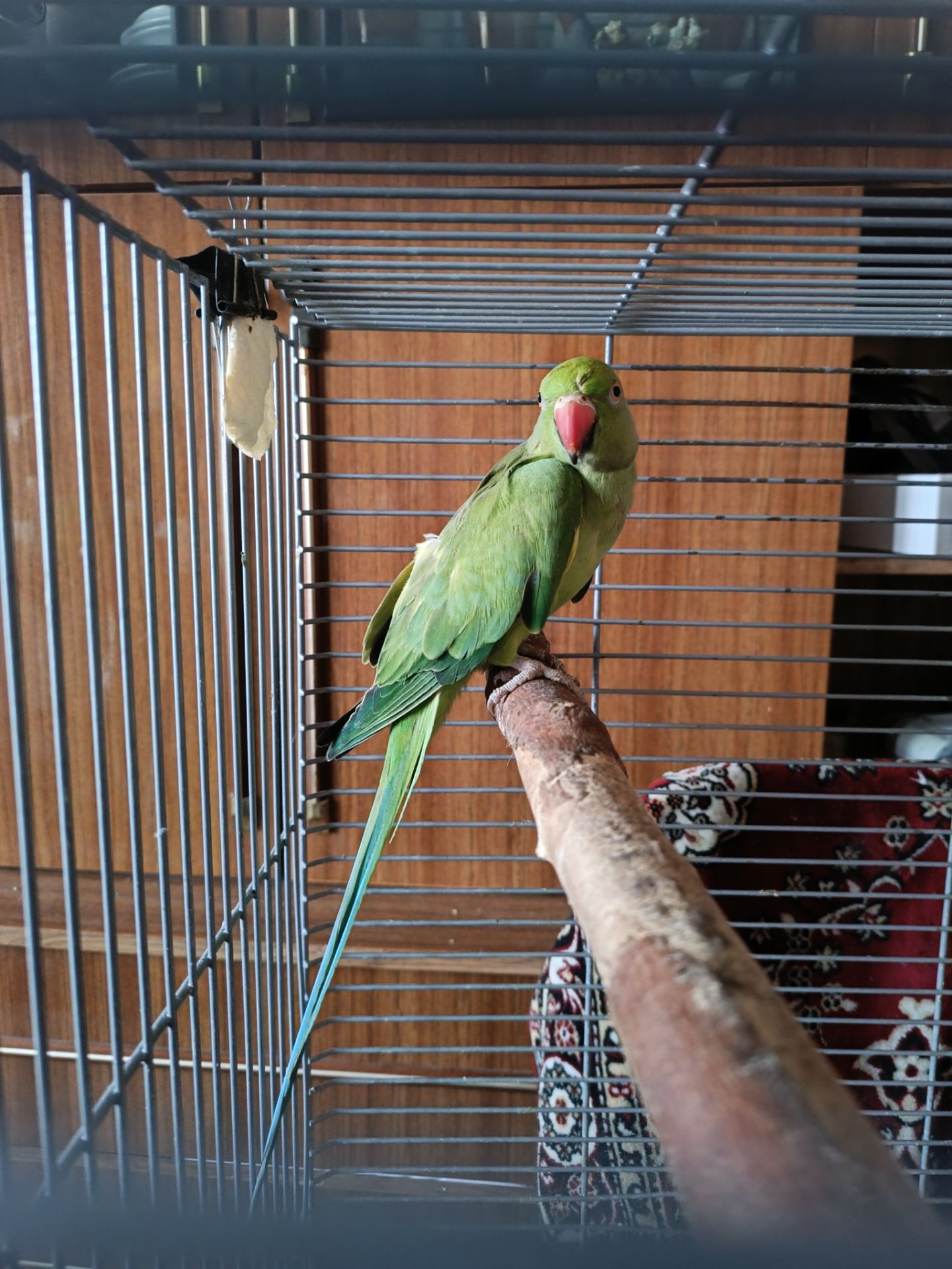 Девочка 2,5 года