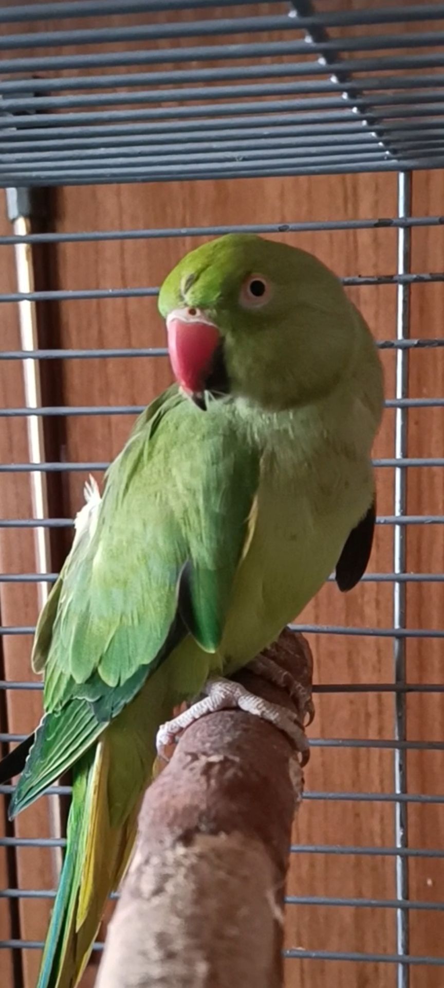 Девочка 2,5 года