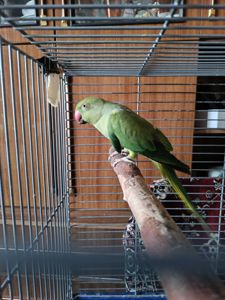 Девочка 2,5 года