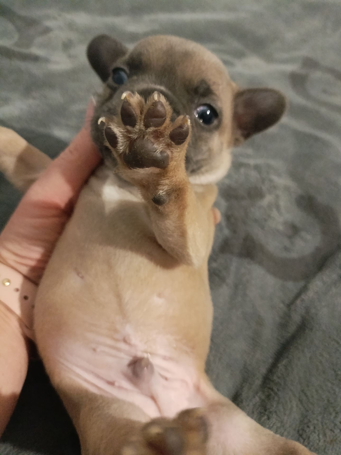 Цуценятка Французький Бульдог