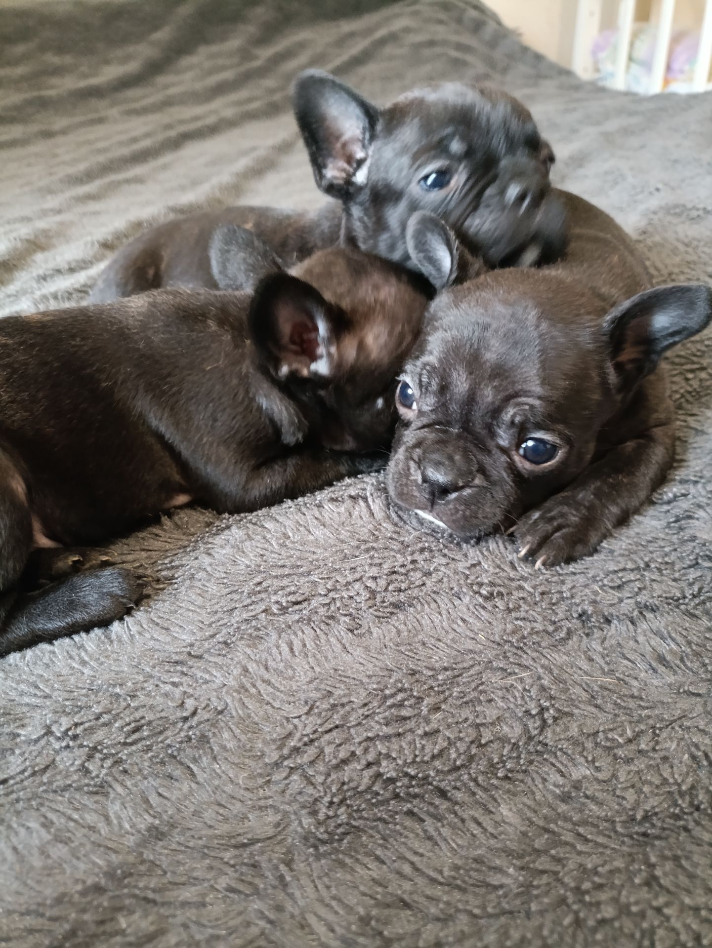 Цуценятка Французький Бульдог