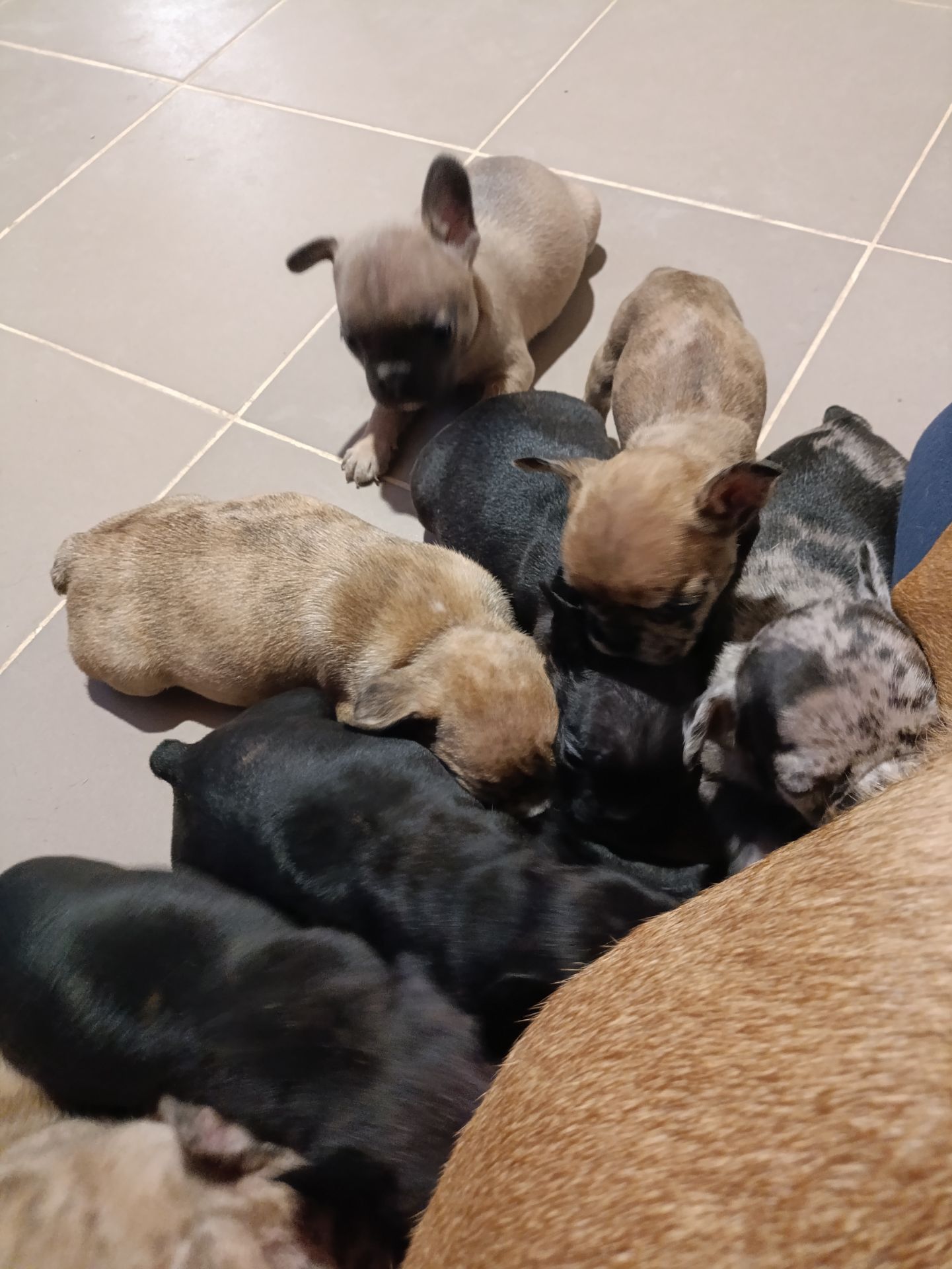 Цуценятка Французький Бульдог