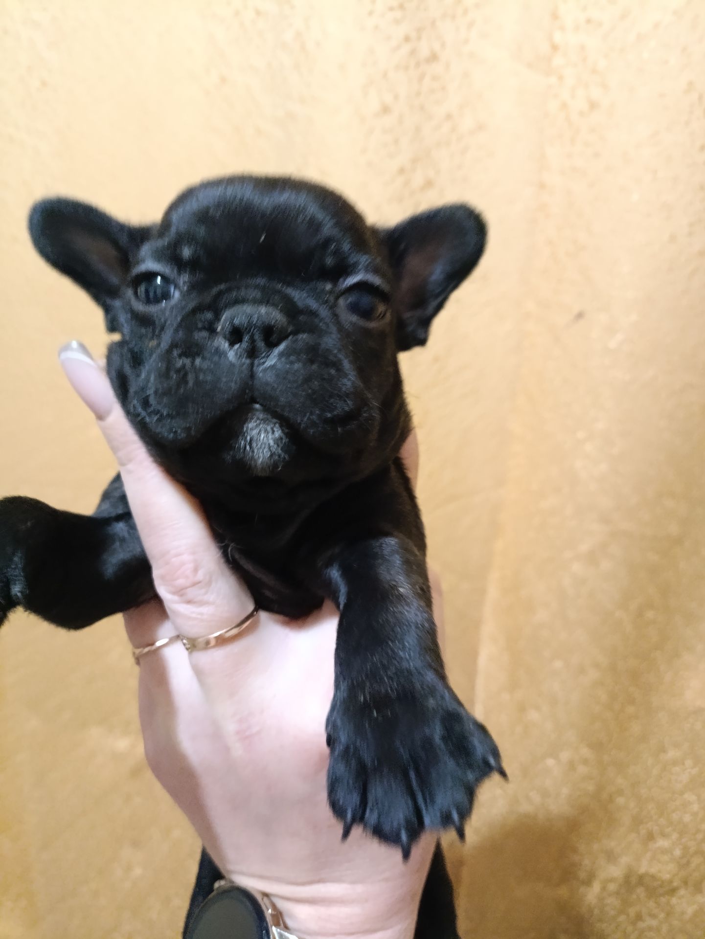 Цуценятка Французький Бульдог