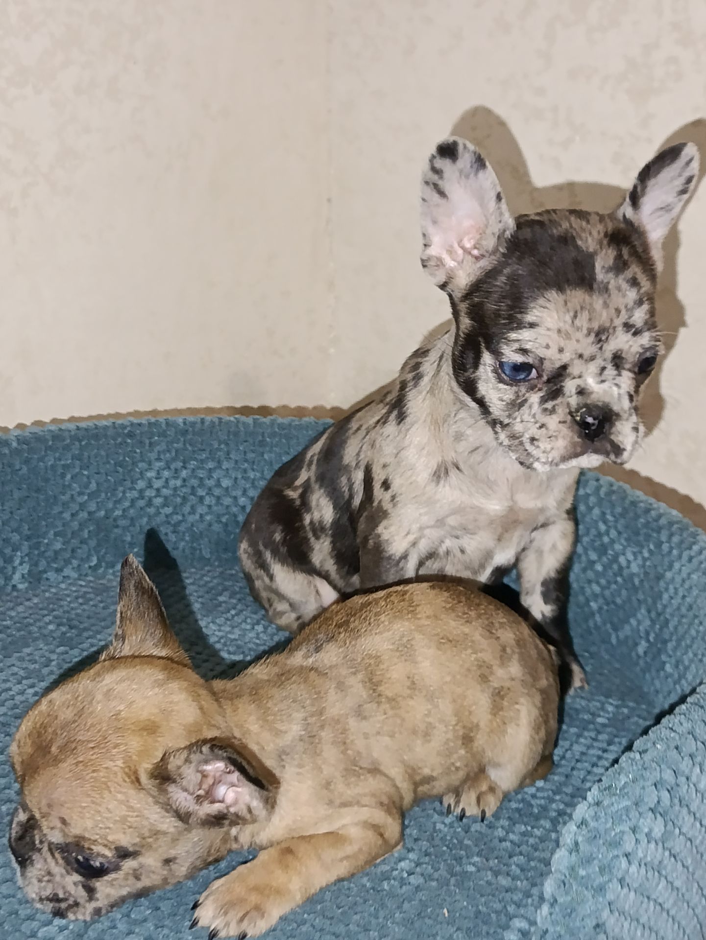 Цуценятка Французький Бульдог