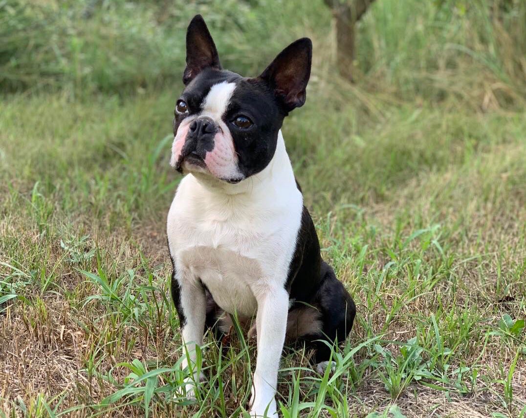 Цуценята Бостон терʼєра